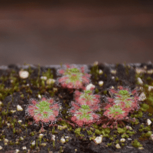 Drosera dischrosepala ssp. enodes