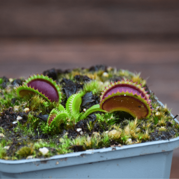 Dionaea muscipula - 'Dracula'