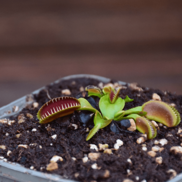 Dionaea muscipula - 'Alien'