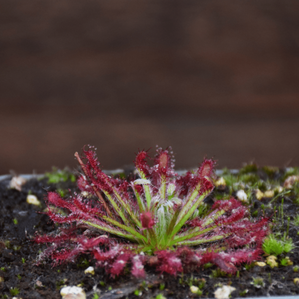 Drosera neocaledonica