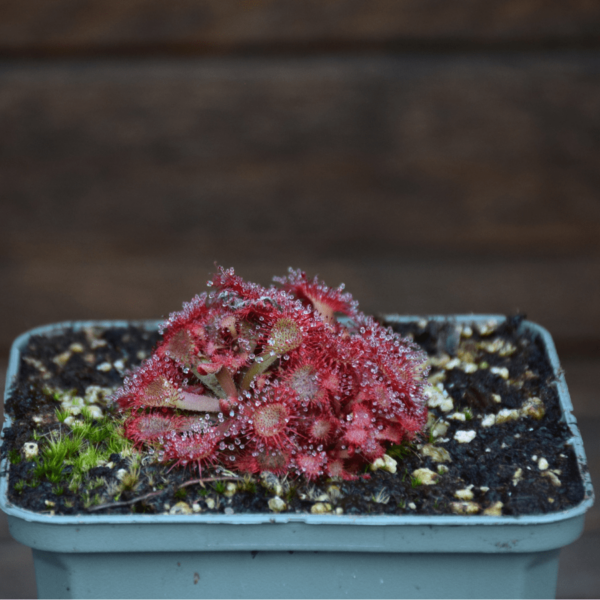 Drosera rubrifolia