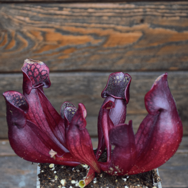 Sarracenia purpurea