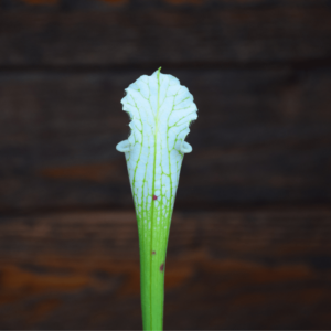 Sarracenia leucophylla var. alba