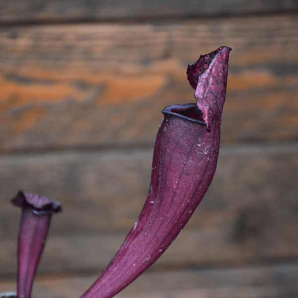 Sarracenia mitchelliana x catesbaei