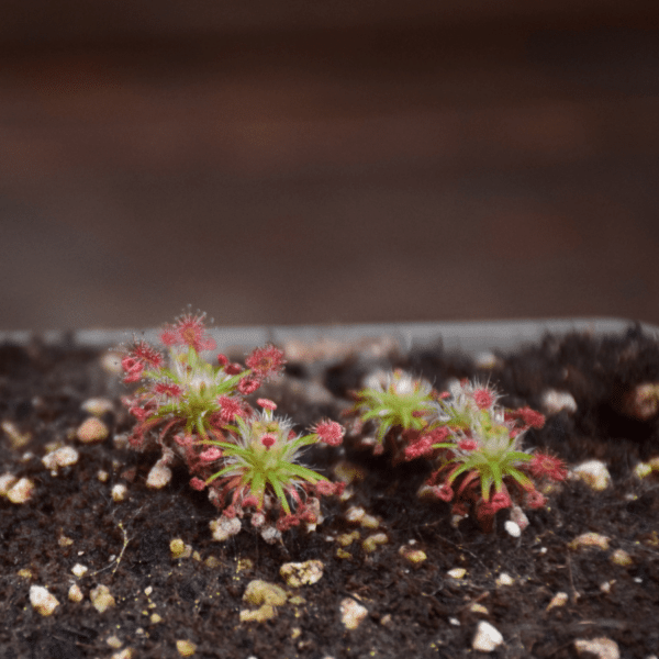 Drosera verrucata 'Giant Form'