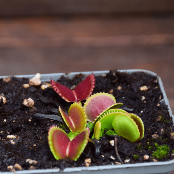 Dionaea muscipula - 'Diflora Wizard'