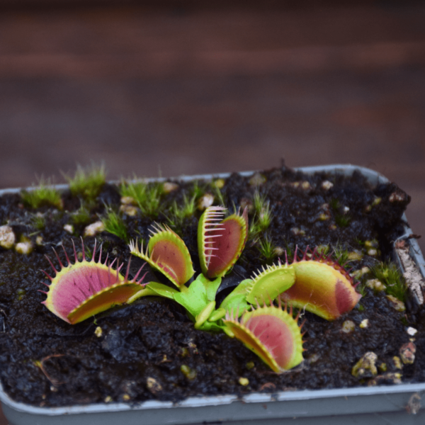 Dionaea muscipula 'GJ Equobia'