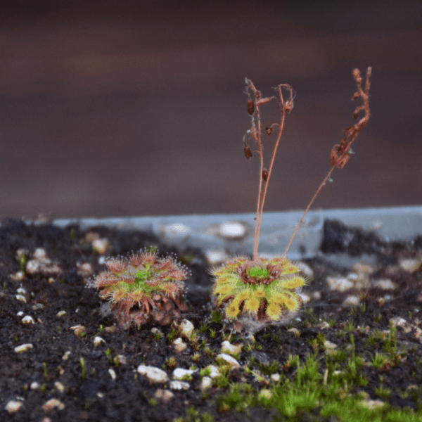 Drosera nitidula