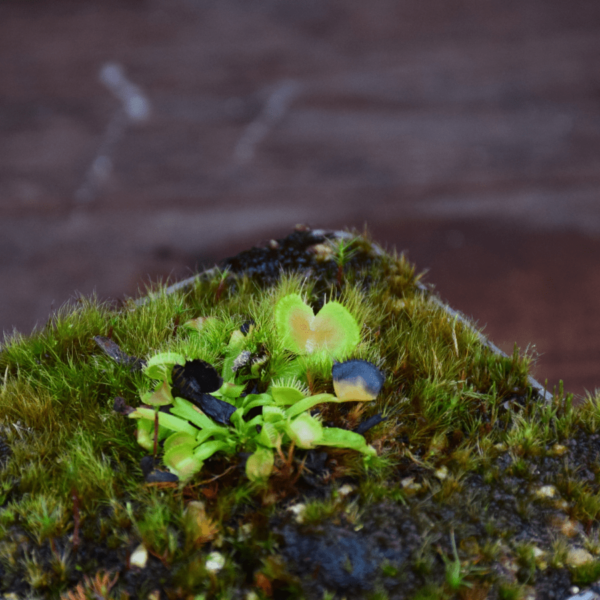 Dionaea muscipula - 'Spiderman'