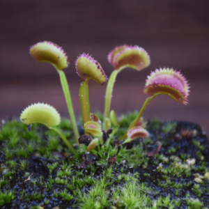 Dionaea muscipula - 'TDK #3'