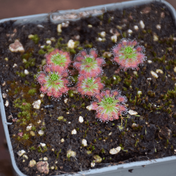 Drosera dischrosepala ssp. enodes