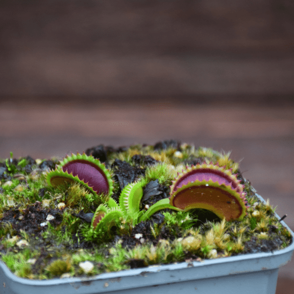 Dionaea muscipula - 'Dracula'