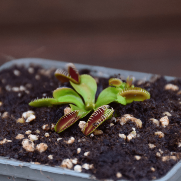 Dionaea muscipula - 'Alien'