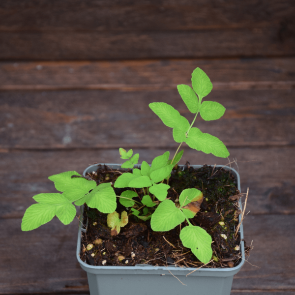 Osmunda regalis