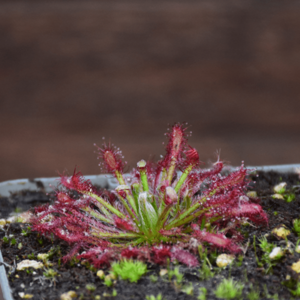 Drosera neocaledonica