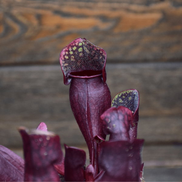 Sarracenia purpurea