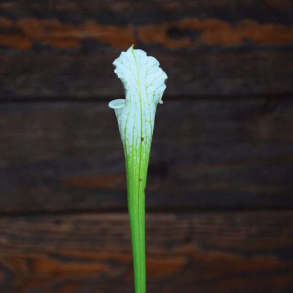 Sarracenia leucophylla var. alba