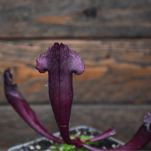 Sarracenia mitchelliana x catesbaei