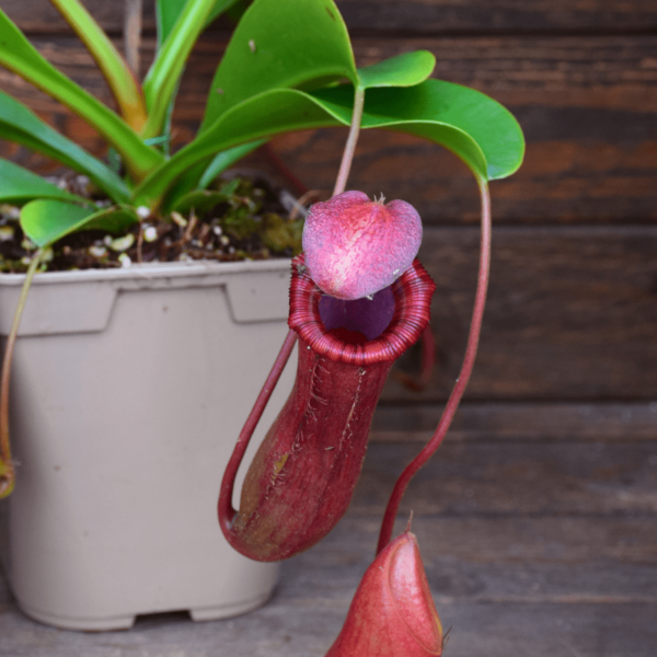 Nepenthes x Briggsiana