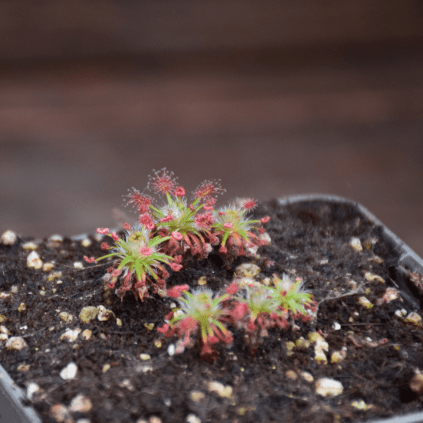 Drosera verrucata 'Giant Form'