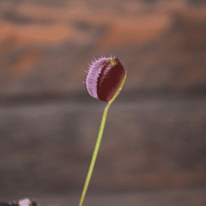 Dionaea muscipula 'Korean Melody Shark'