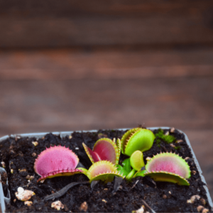 Dionaea muscipula - 'Diflora Wizard'