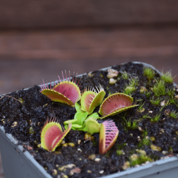 Dionaea muscipula 'GJ Equobia'