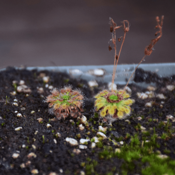 Drosera nitidula