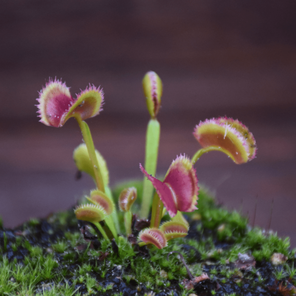 Dionaea muscipula - 'TDK #3'