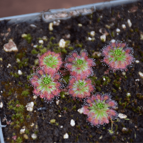 Drosera dischrosepala ssp. enodes