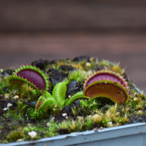 Dionaea muscipula - 'Dracula'