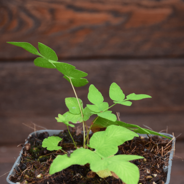 Osmunda regalis