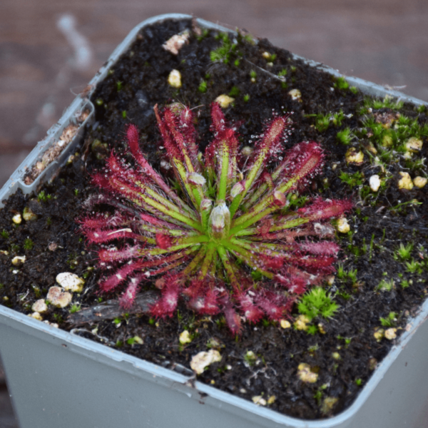 Drosera neocaledonica