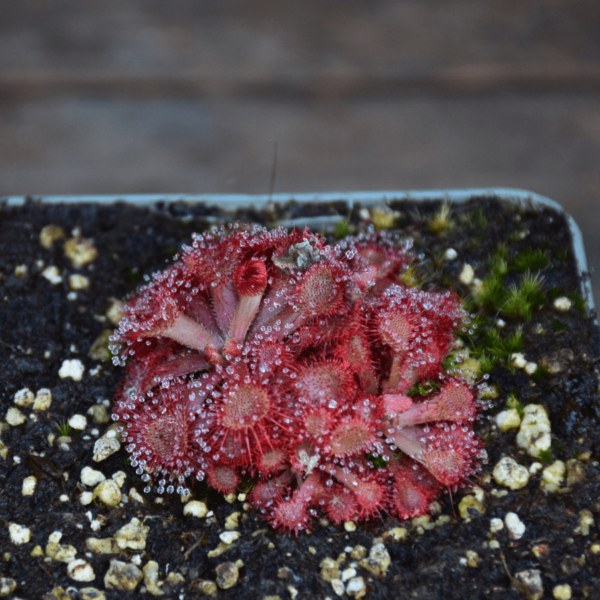 Drosera rubrifolia