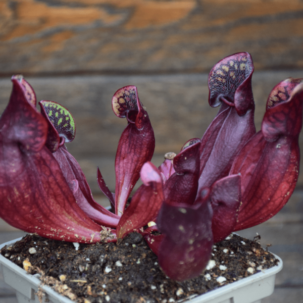 Sarracenia purpurea