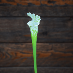 Sarracenia leucophylla var. alba