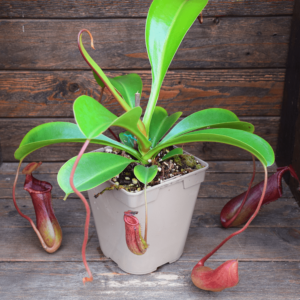 Nepenthes x Briggsiana