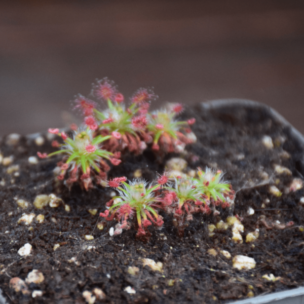 Drosera verrucata 'Giant Form'