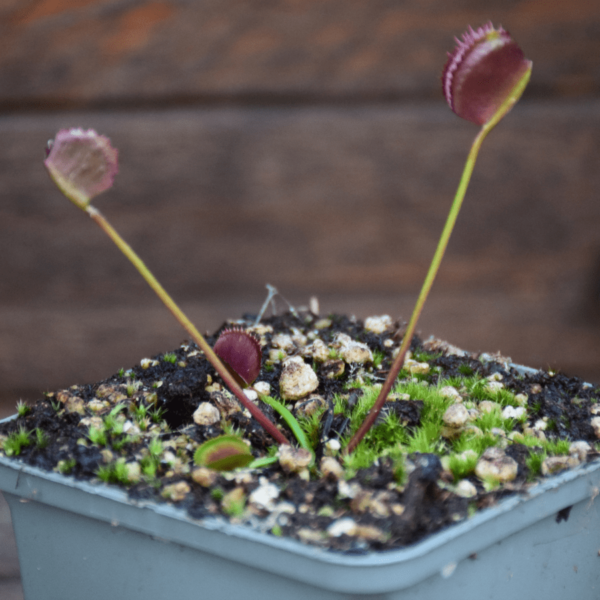 Dionaea muscipula -'Korean Melody Shark'