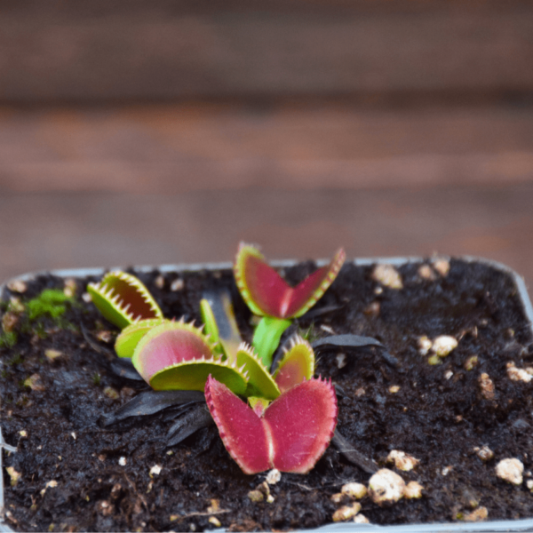 Dionaea muscipula - 'Diflora Wizard'