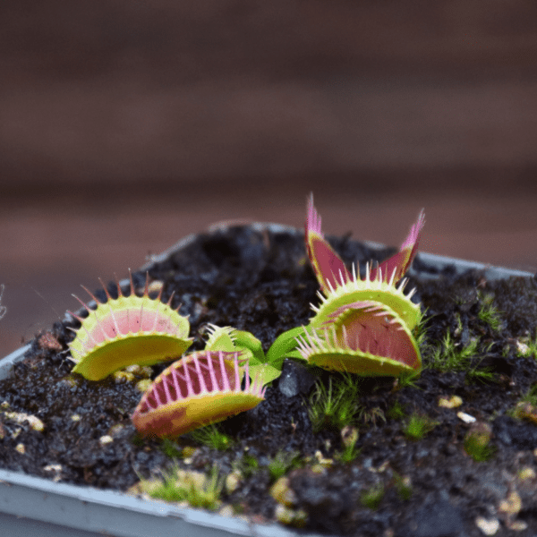 Dionaea muscipula 'GJ Equobia'