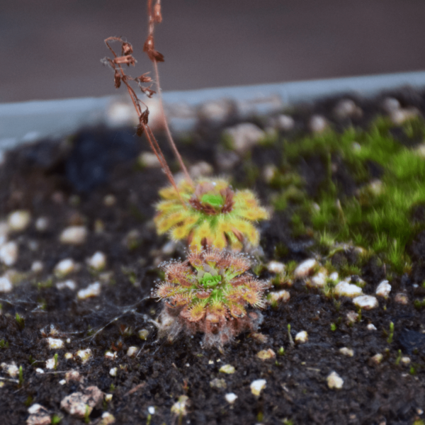 Drosera nitidula