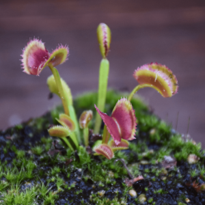 Dionaea muscipula - 'TDK #3'