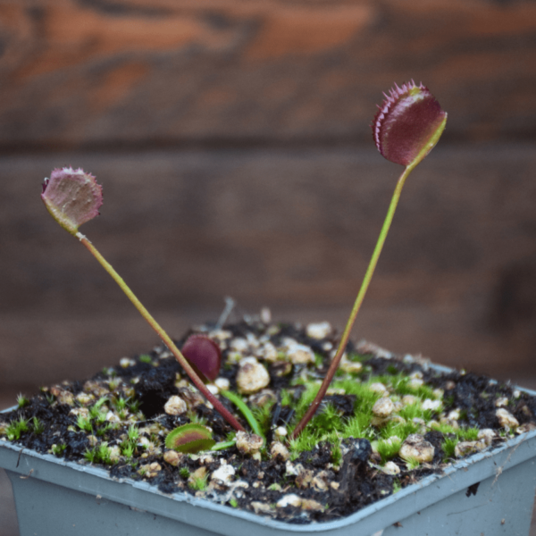 Dionaea muscipula -'Korean Melody Shark'