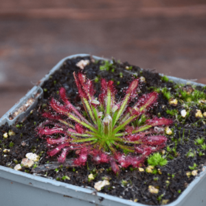 Drosera neocaledonica