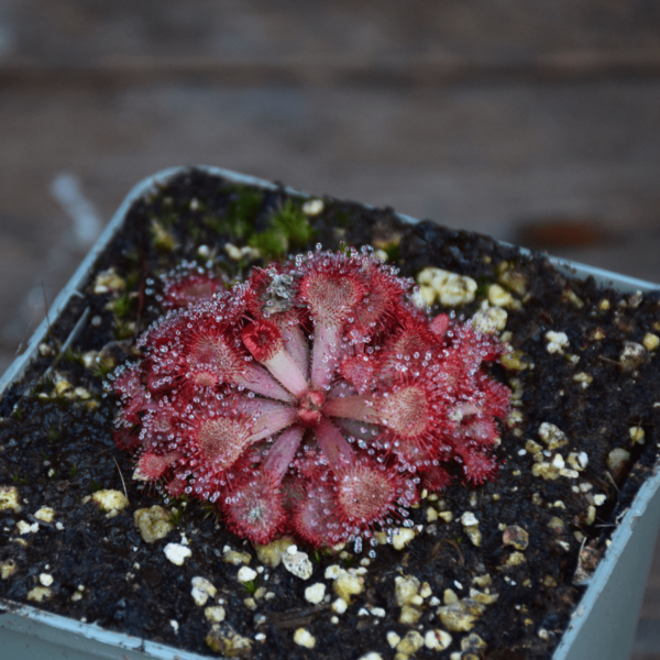 Drosera rubrifolia