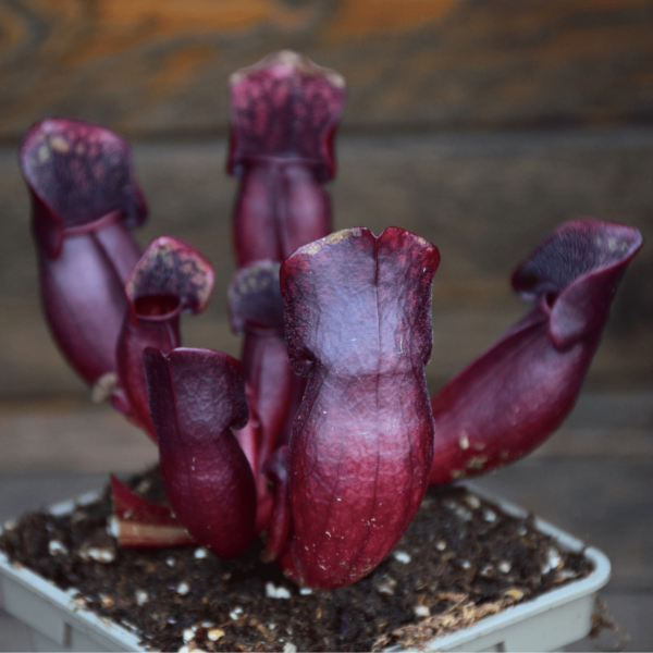 Sarracenia purpurea