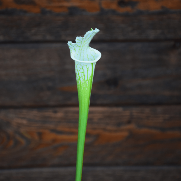 Sarracenia leucophylla var. alba