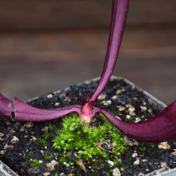 Sarracenia mitchelliana x catesbaei