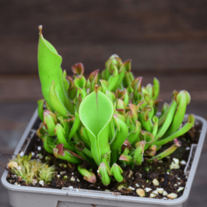 Heliamphora minor